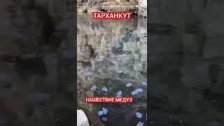 НАШЕСТВИЕ МЕДУЗ В КРЫМУ #крым #тарханкут #медуза #шортс #shorts