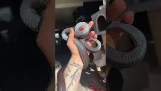 A Holographic Snake