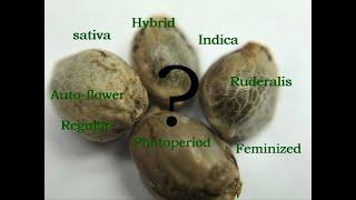 All about cannabis seeds. Watch before you buy