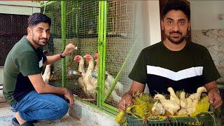 Visit Hsn Poultry Farm Beautiful King Shamo Hen And Chicks How To Start White Murgi Farm At Home