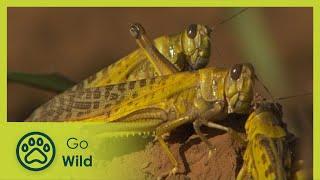 Locust Invasion - Go Wild