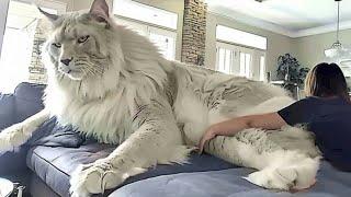 The BIGGEST CAT BREEDS In The World