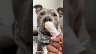 ASMR Dog Grooming Cleaning Paws Ears & Moisturizing #viral #asmr #dogsoftiktok #pitbull #satisfying