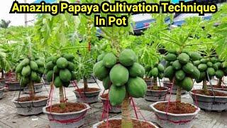 छत पर बेकार पड़े गमलों में उगा दिये ढेरों पपीते  How to grow Papaya in containers  Seed To harvest