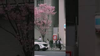 the time has finally come for sakura Meiji-dori Ave shot on April 1st 2024 #cherryblossom