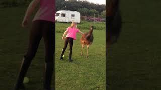 Adorable Emu Plays Fetch with BFF