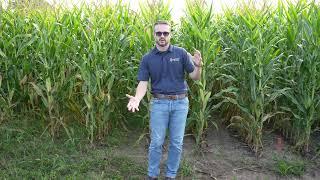 WM23- Corn Rotation and Cover Crop for Better Soybean Weed Control