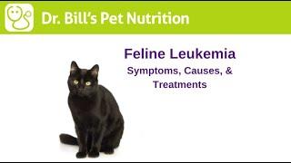 Feline Leukemia  Symptoms Causes & Treatments  Dr. Bills Pet Nutrition  The Vet Is In