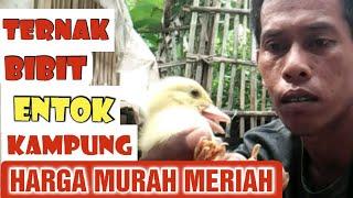 TERNAK BIBIT ENTOK KAMPUNG HARGA MURAH MERIAH@SagalaChannel