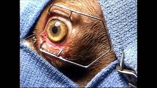 Cherry Eye Surgery Movie