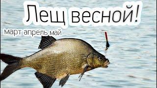 Как ловить леща весной в марте апреле и мае? Толковое обучение ловли леща весной