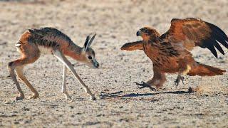 Abandoned Baby Buck gets Attacked by Eagles