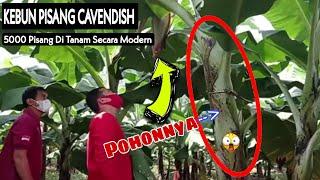 Ada 5000 Pohon Pisang Cavendish Terhampar di Bawah Perbukitan Perkebunan Pisang Modern di Desa