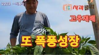 고추재배23-4 볼때마다 놀랍다폭풍성장 비결 3차 줄매기와 관수 간격