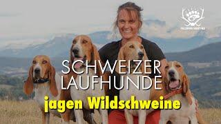 Schweizer Laufhunde jagen Wildschweine  Chien courant suisses SCHWYTZOIS à la chasse au sanglier