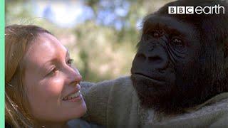 Did you know theres a talking gorilla?  #TalkingGorilla  BBC