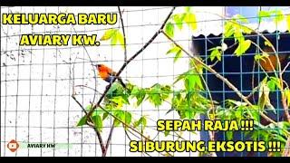 AVIARY TAMBAH BURUNG NEXTAR ? SEPAH RAJA DI AVIARY   #AVIARY #AVIARYKW #AVIARYMINI