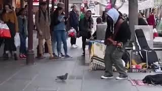 Pigeon  on the street jamming and dancing along to busker playing Robin Thicke’s Blurred Lines