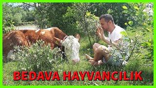 BEDAVA HAYVANCILIK MODELİ  MERA HAYVANCILIĞI