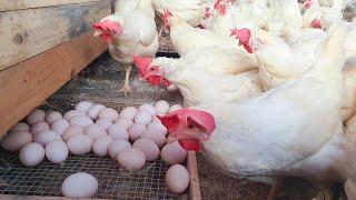 WOW  Fully Building Poultry Farm Chicken Egg Harvesting