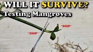Will a MANGROVE tree SURVIVE if you CUT OFF its ROOTS?  Saltwater Reef Aquarium