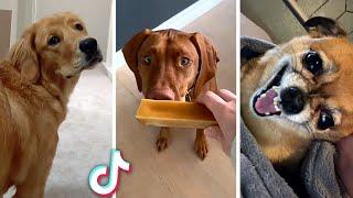 Best DOG Videos Ever  Funny PUPPIES Compilation 