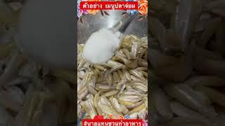 ตัวอย่าง การหมักปลาจ่อม สะอาด อร่อย