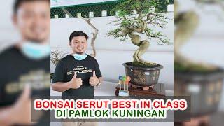 Bonsai Serut Best In Class di Pamlok Kuningan