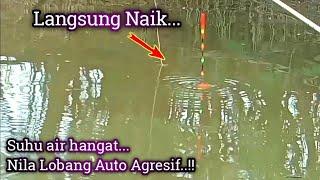 Mancing ikan nila teknik lobangMancing Lobang ikan nila