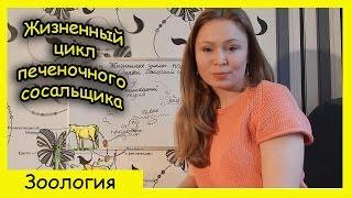 Плоские черви Жизненный цикл печеночного сосальщика.