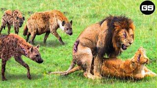 30 Lions Beautiful Dream Breaks Down When Hyena Suddenly Attacks  Animal Fight