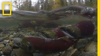 Millions of Salmon Return Home  National Geographic