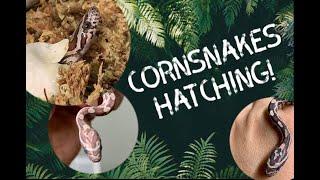 Corn Snake Hatching And Some UNEXPECTED Morphs