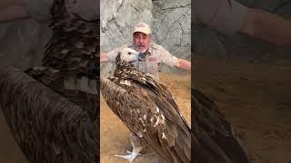 Close up perspective of a lappet faced vulture  #thezoopark #ummalquwain #dubai #vulture