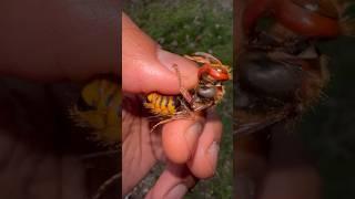 Handling a female European Hornet  #wasp#insect#insects#bug#bugs#tarantula#tarantulas#spiders#fyp