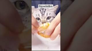funny cats compilation#funny #cute #cat #cats #catlover #catvideos