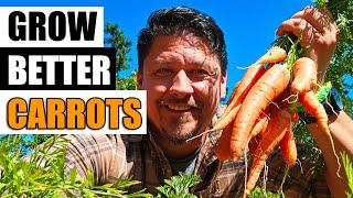 Growing Carrots - The Definitive Guide