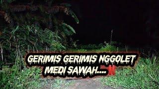 live misteri‼️penasaran cewe misterius masuk hutan