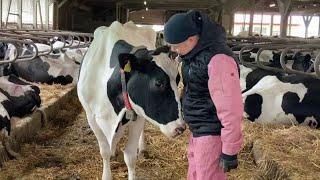 Best Cow Farm In Japan - Modern Cow Raising Process