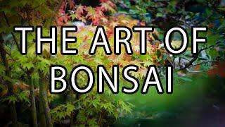 The Art of Bonsai   Documentary Short