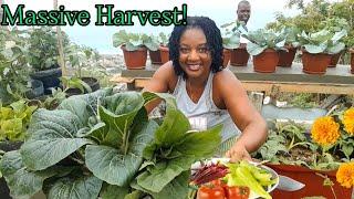 Massive Harvest from Our Backyard GardenFood Forest 