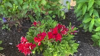 The Different Alstroemeria Colors