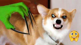 LOL Scare Your Dog To See Their Funny Reaction  Pets Island