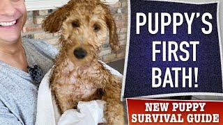 How To NOT Totally Screw Up Your Puppy’s First Bath EP 15