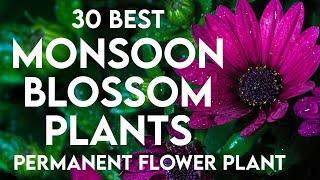 30 best monsoon flowering plants in india  rainy season flowers  perennial monsoon flower plants