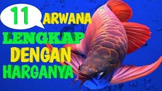 jenis ikan arwana lengkap dengan harganya