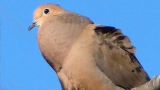 Dove bird call  song  sound  Mourning