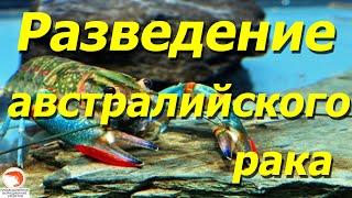 Почему не рекомендую разводить австралийского рака в аквариуме