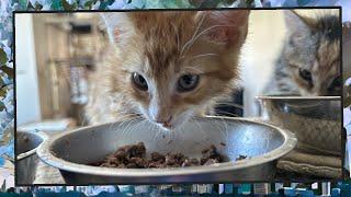 Foster Kitten Livestream S9 E31 - June 22 2024