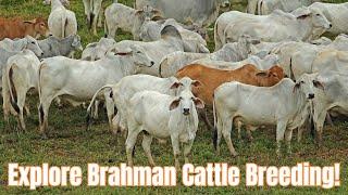 Smaller-scale Breeding Of Brahman Cattle For Grazing Efficiency And Dual-purpose Use